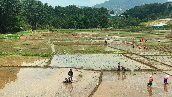 धान रोपाइँ १३ प्रतिशतले घट्यो